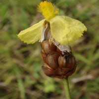 Xyris complanata R.Br.